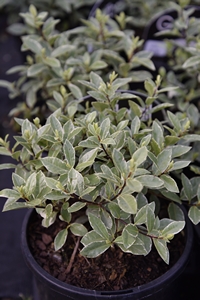 Pittosporum Silver Ball
